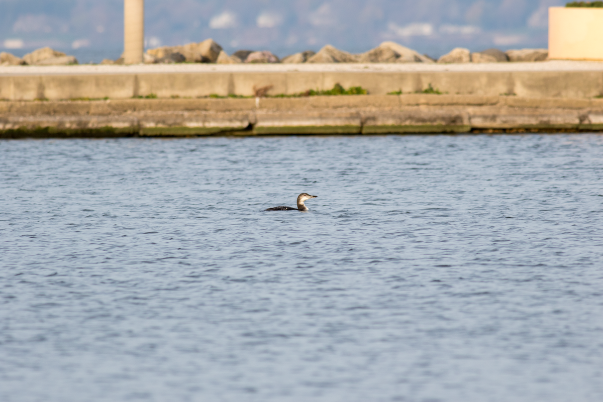 Common Loon - ML40196071