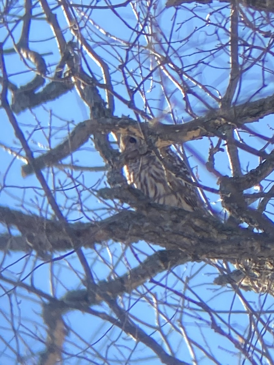 Barred Owl - ML401961011