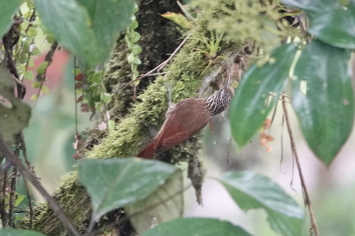 Streak-headed Woodcreeper - ML401961131