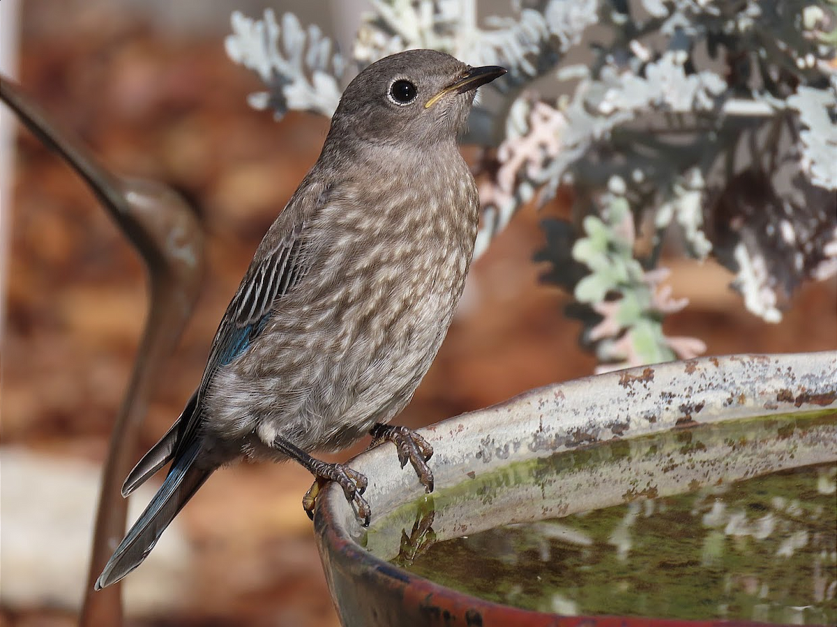 Western Bluebird - Long-eared Owl