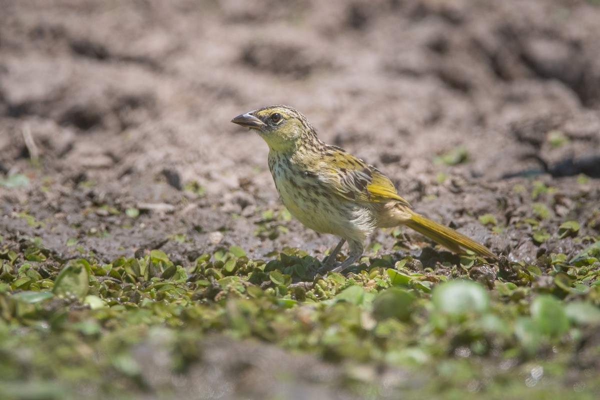 Great Pampa-Finch - ML401961661