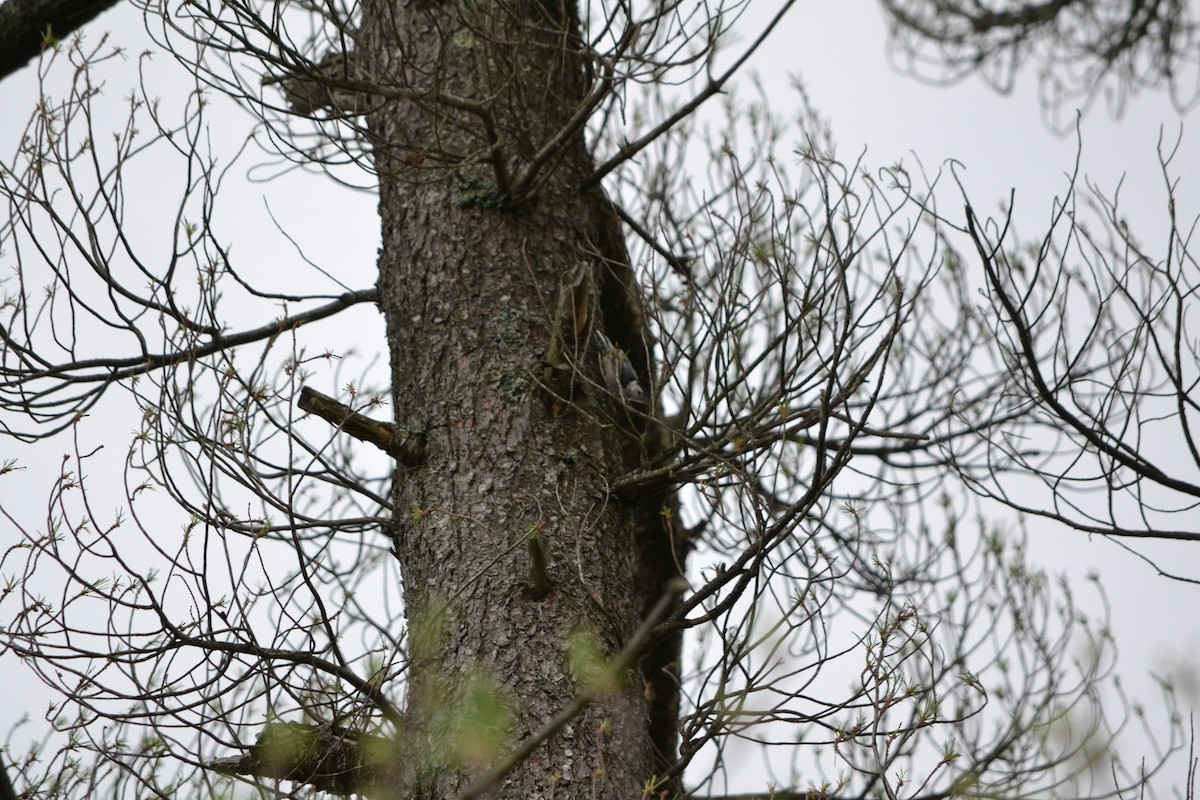 White-breasted Nuthatch - ML401961711