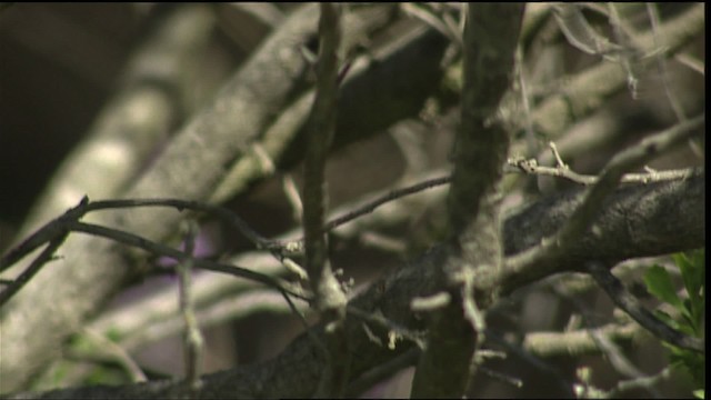 Ruby-crowned Kinglet - ML401962