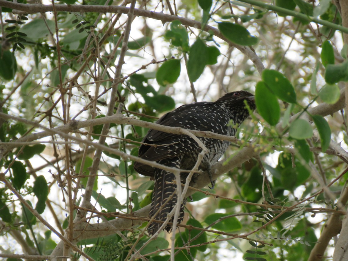 Asian Koel - ML401963201