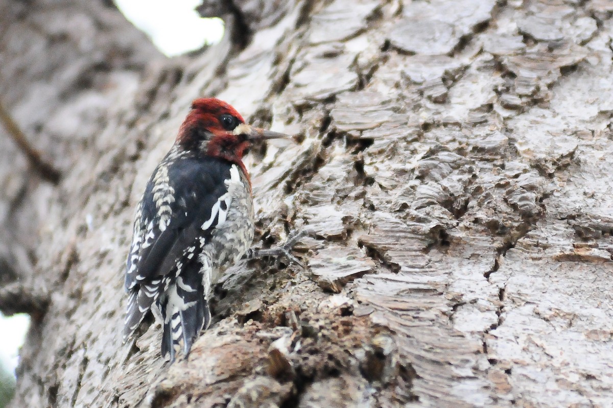 Red-breasted Sapsucker - ML401963321