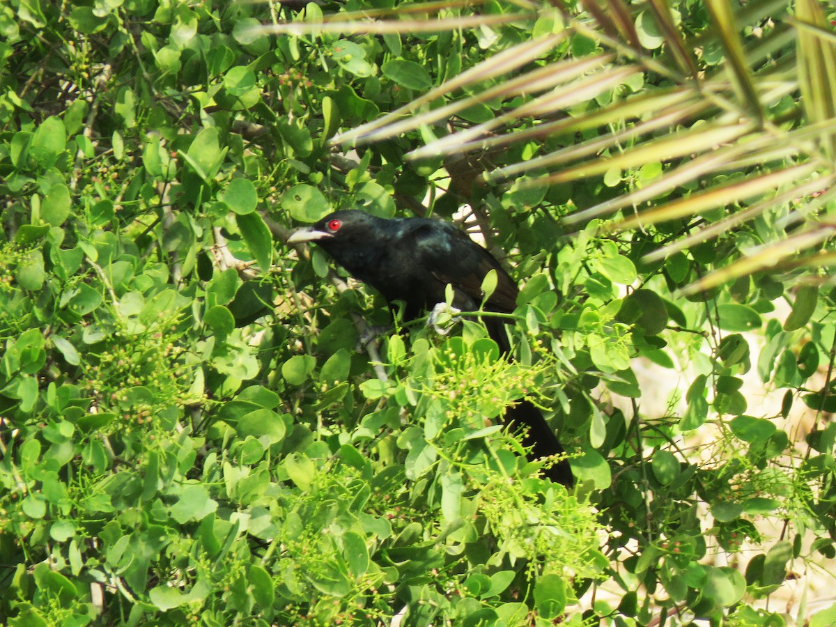 Asian Koel - ML401963451