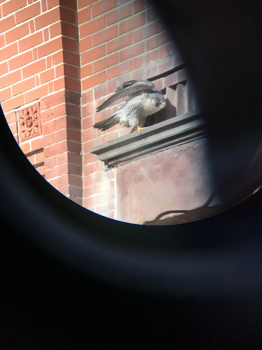 Peregrine Falcon - ML401963611