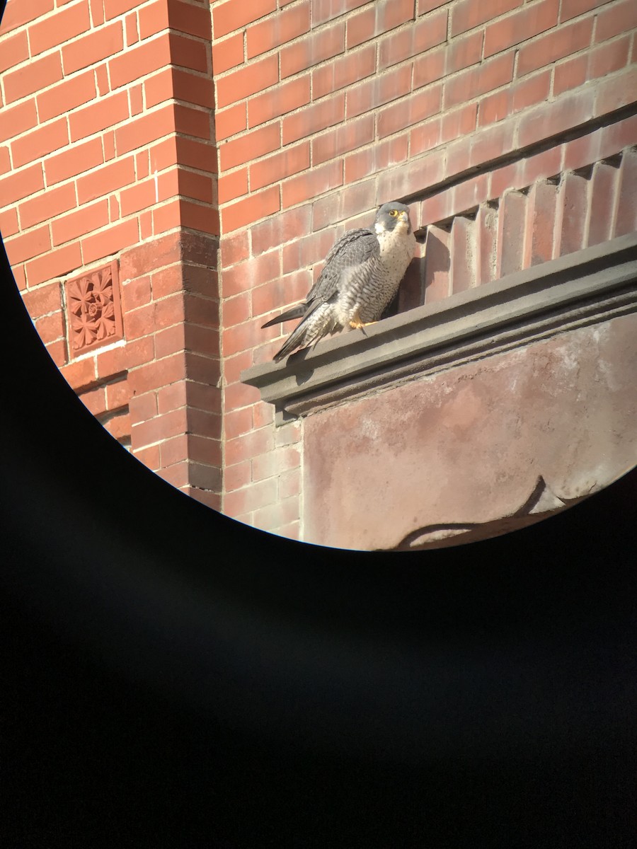 Peregrine Falcon - ML401963631