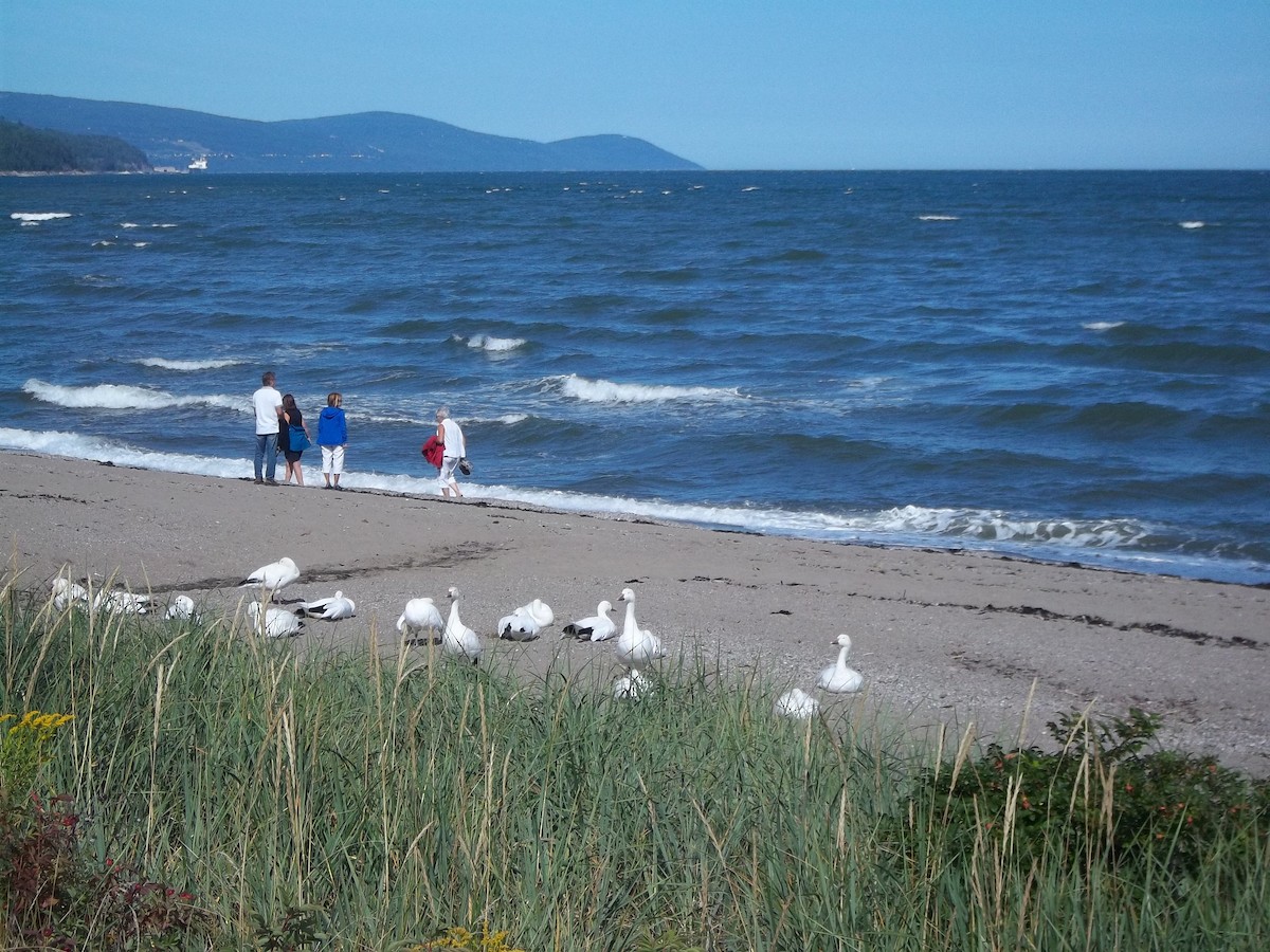 Snow Goose - ML401964161