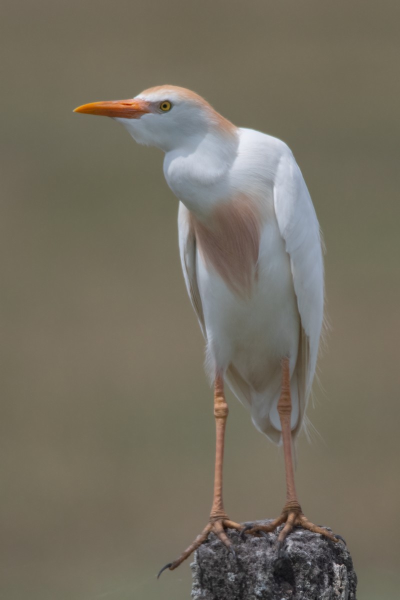 Чапля єгипетська (підвид ibis) - ML401964411