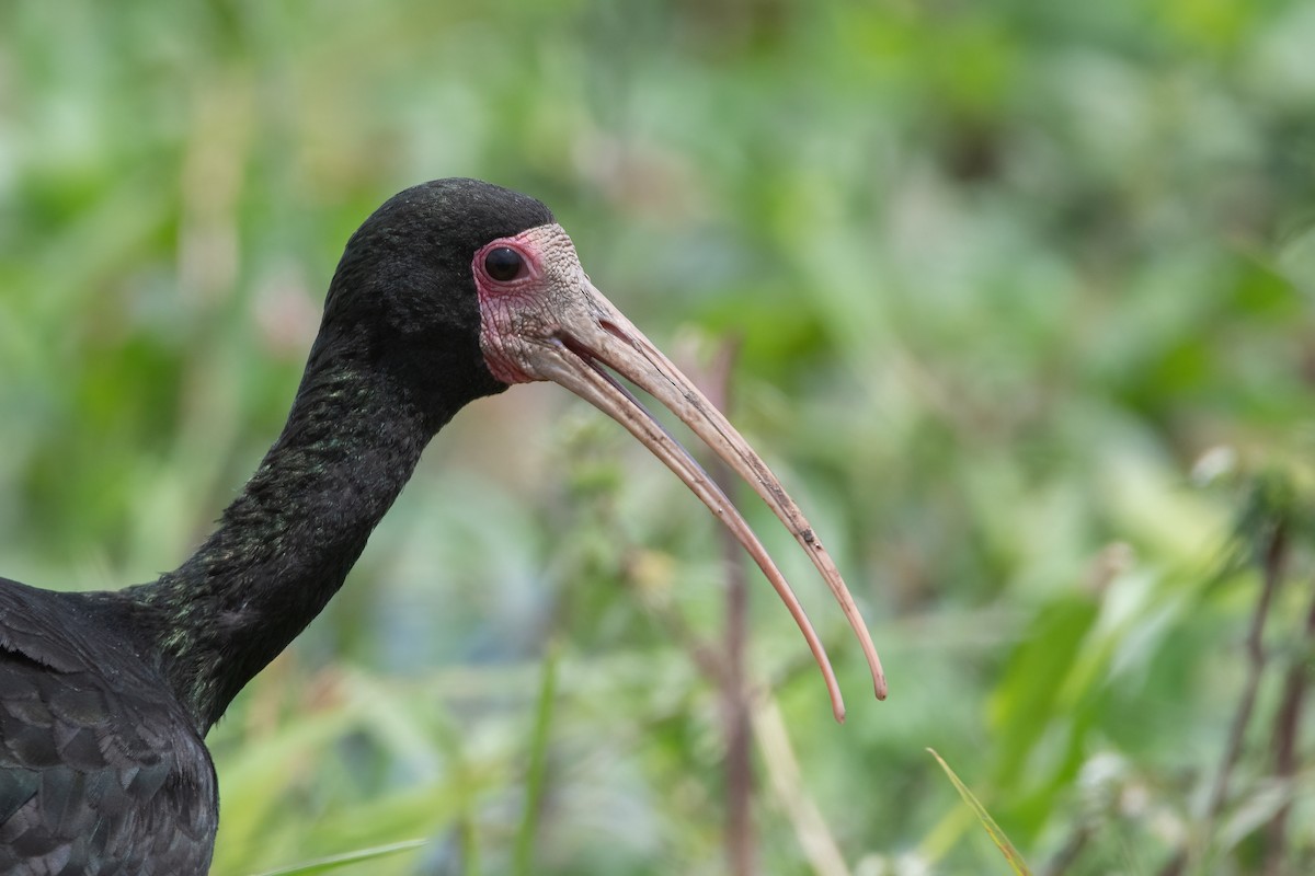 Ibis à face nue - ML401964681