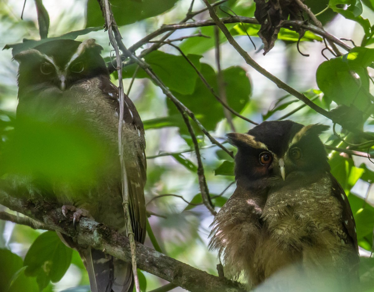 Crested Owl - ML401965231