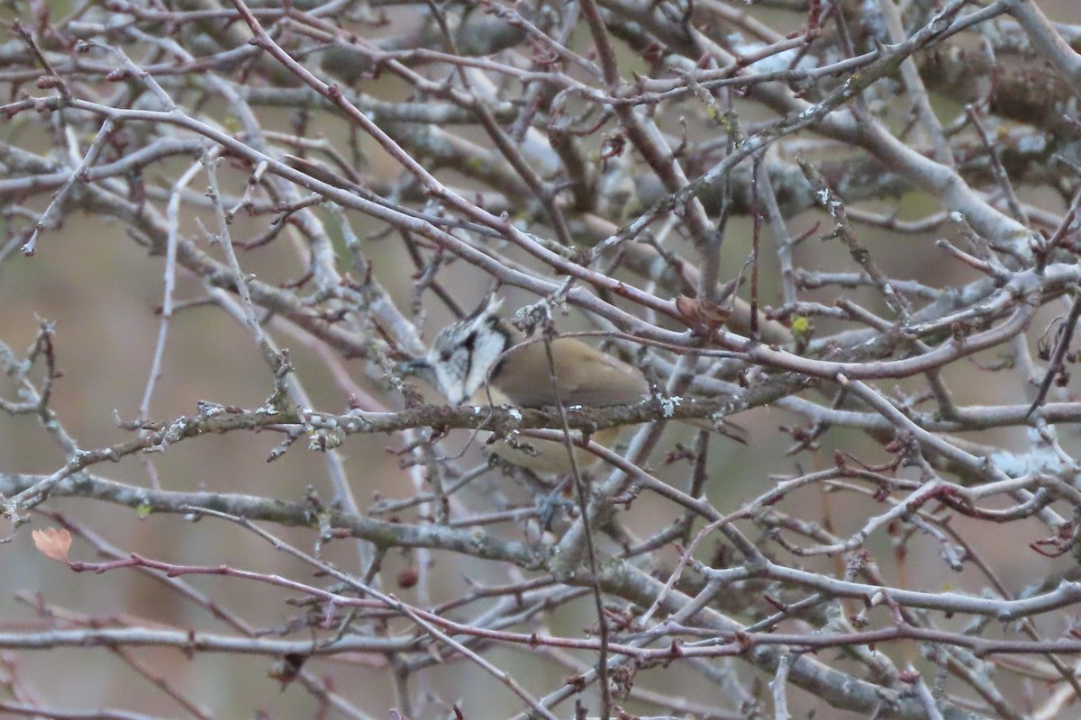 Crested Tit - ML401965421