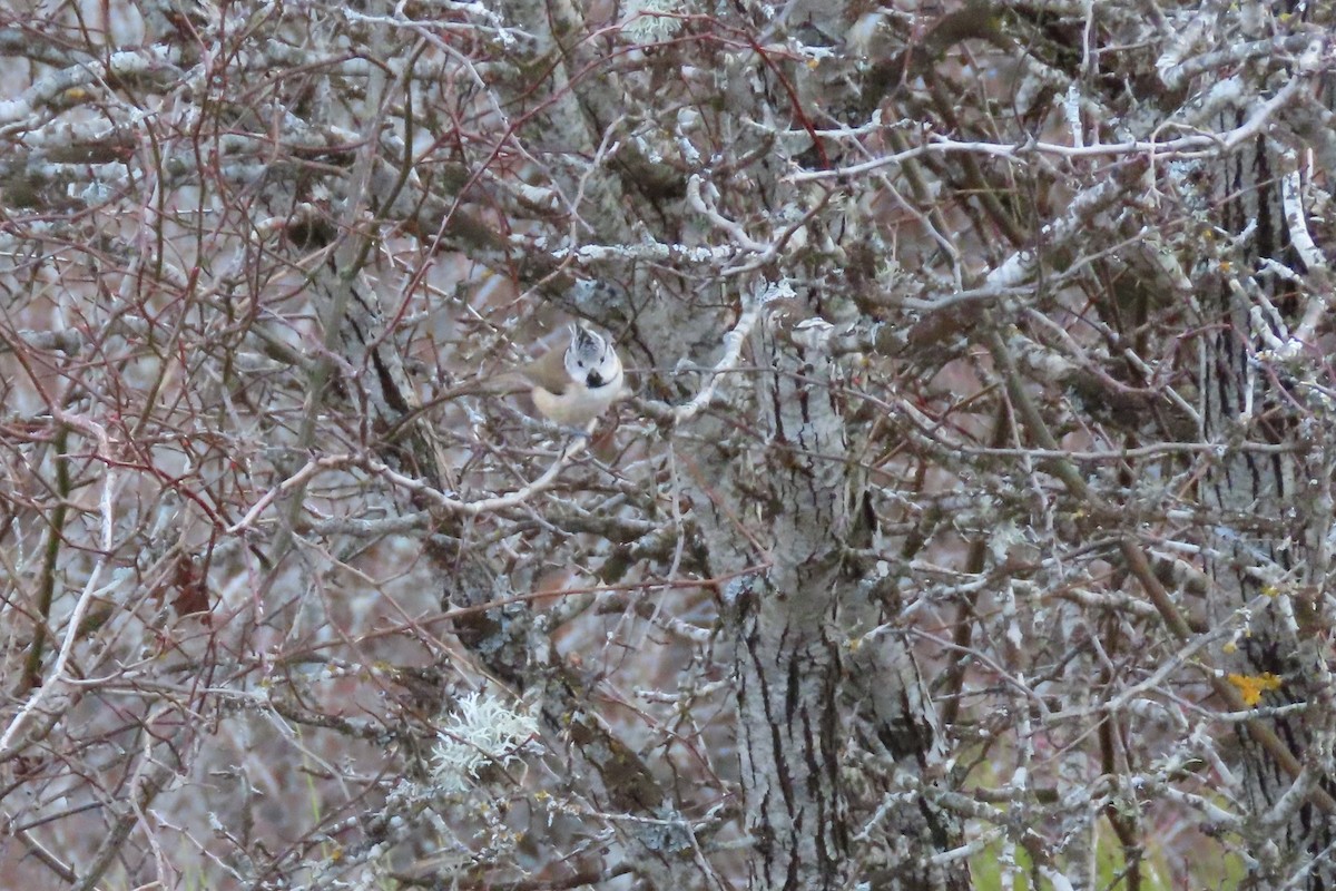 Crested Tit - ML401965431