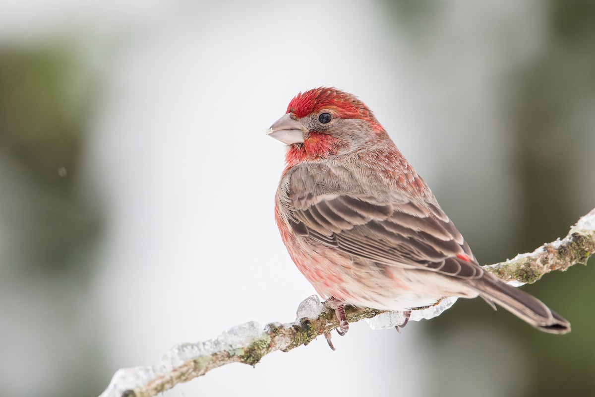 House Finch - ML401965731