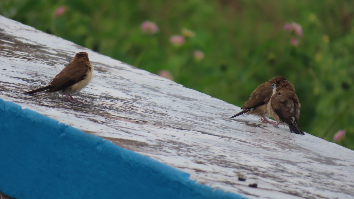 Indian Silverbill - ML401965791