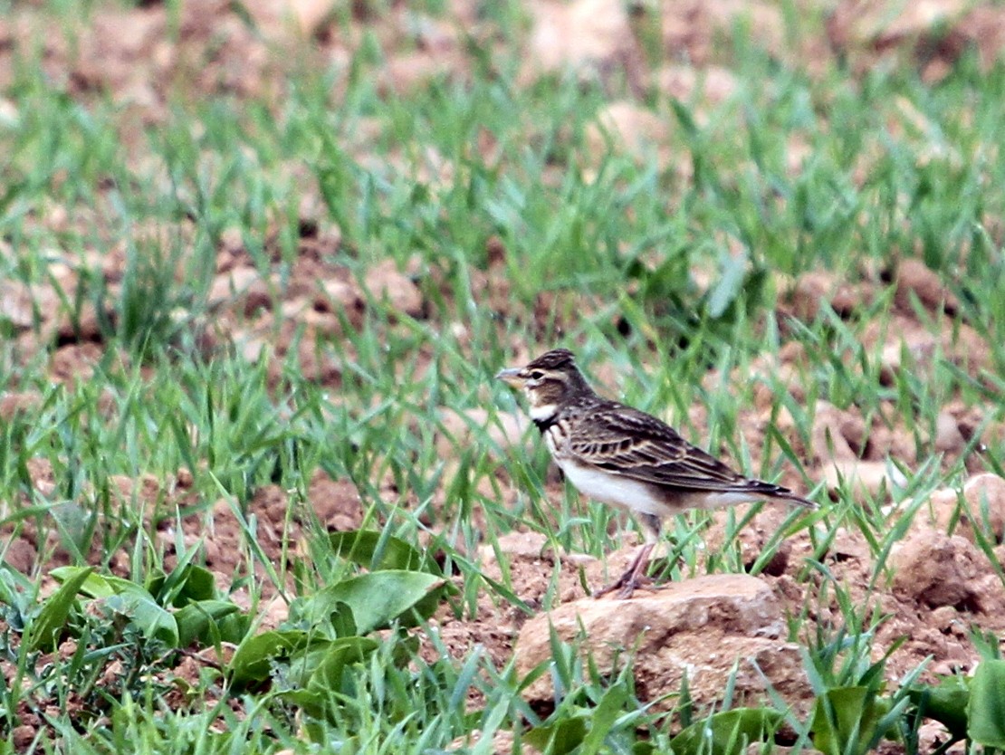 Calandra Lark - Paweł Malczyk