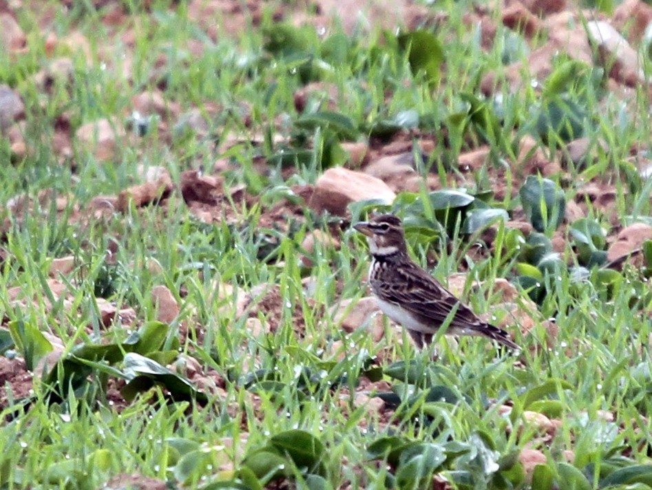 Calandria Común - ML401965901