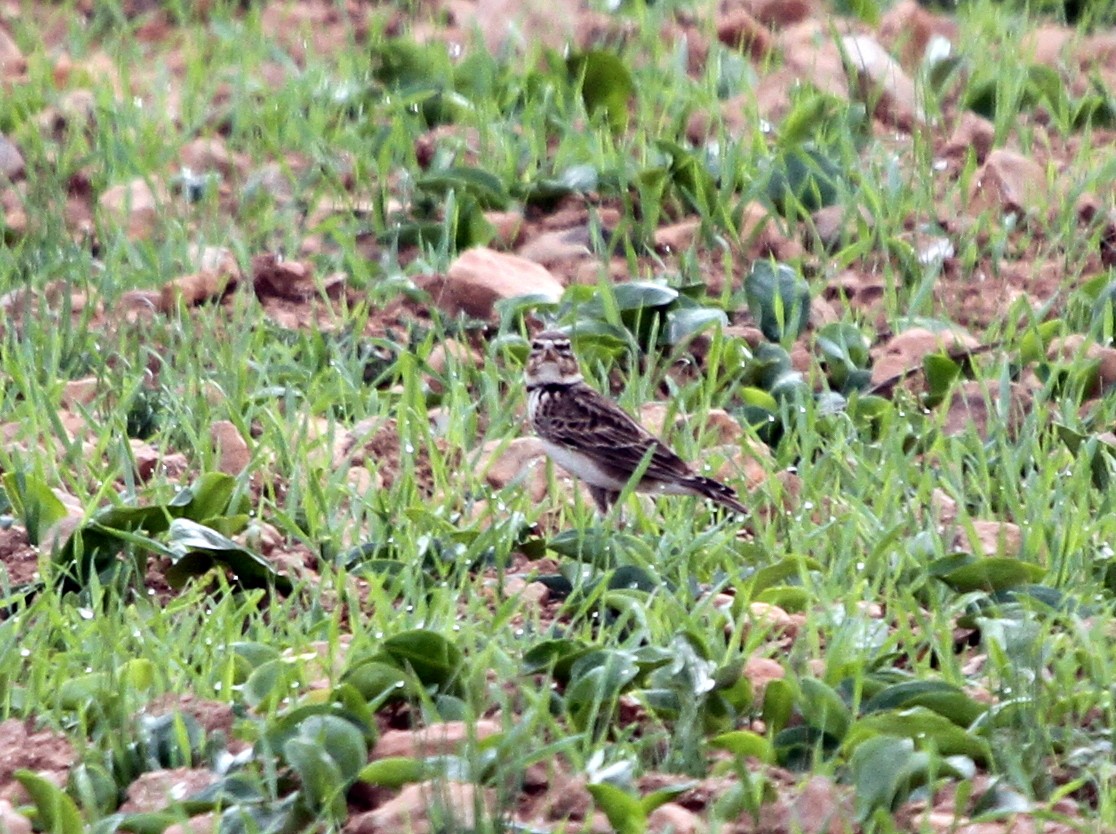 Calandra Lark - ML401965911