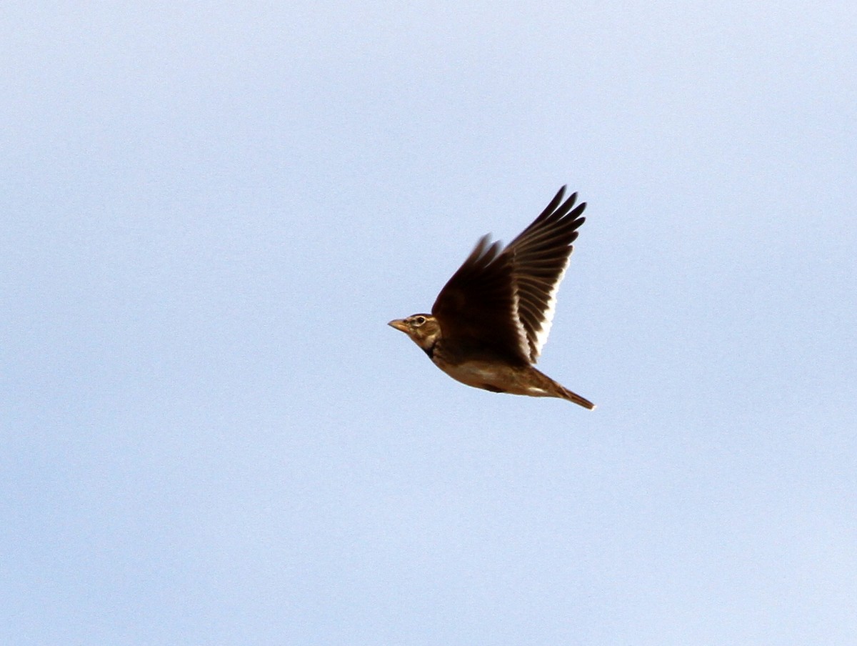 Calandra Lark - Paweł Malczyk