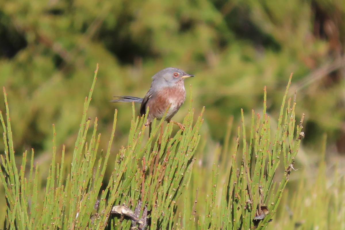 Dartford Warbler - ML401965971