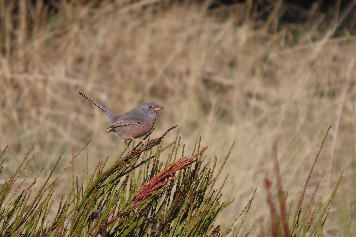 Dartford Warbler - ML401965981