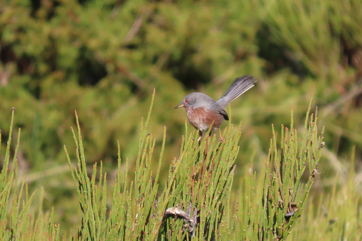 Dartford Warbler - ML401965991