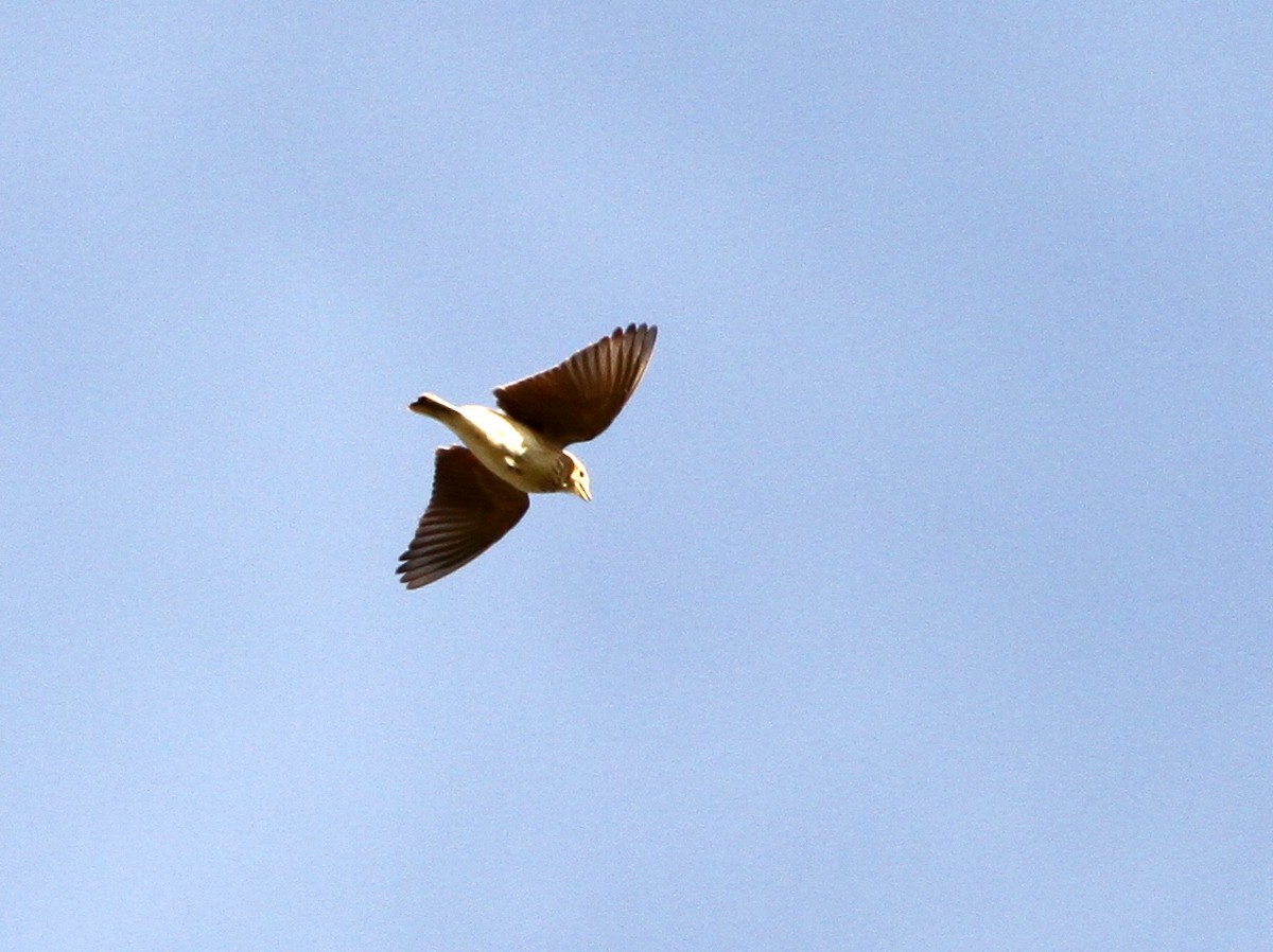 Mediterranean Short-toed Lark - ML401966001