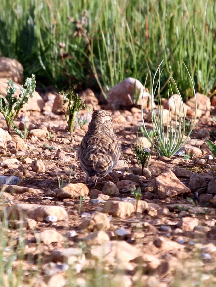 Mediterranean Short-toed Lark - Paweł Malczyk