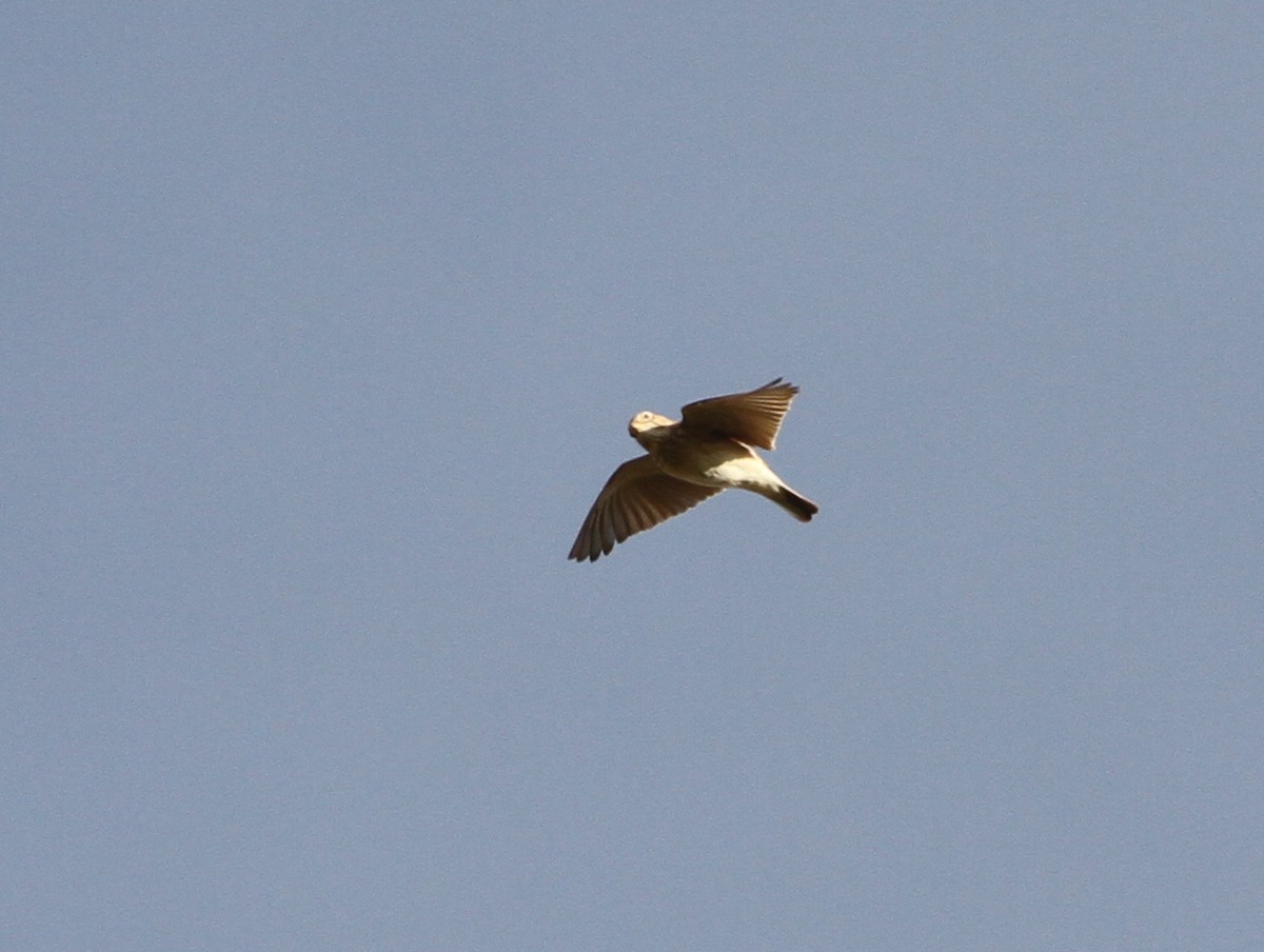 Mediterranean Short-toed Lark - Paweł Malczyk