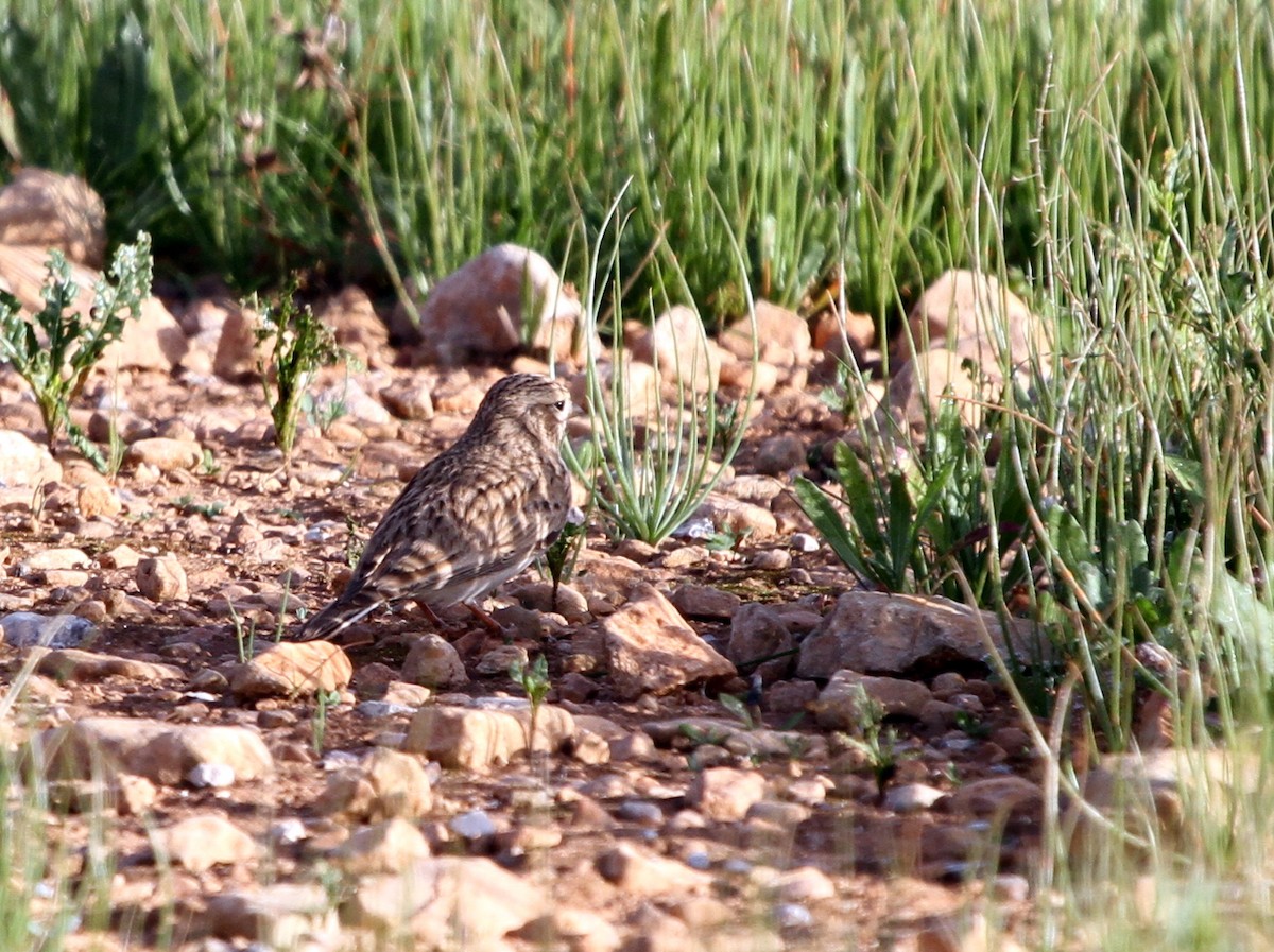 Mediterranean Short-toed Lark - Paweł Malczyk