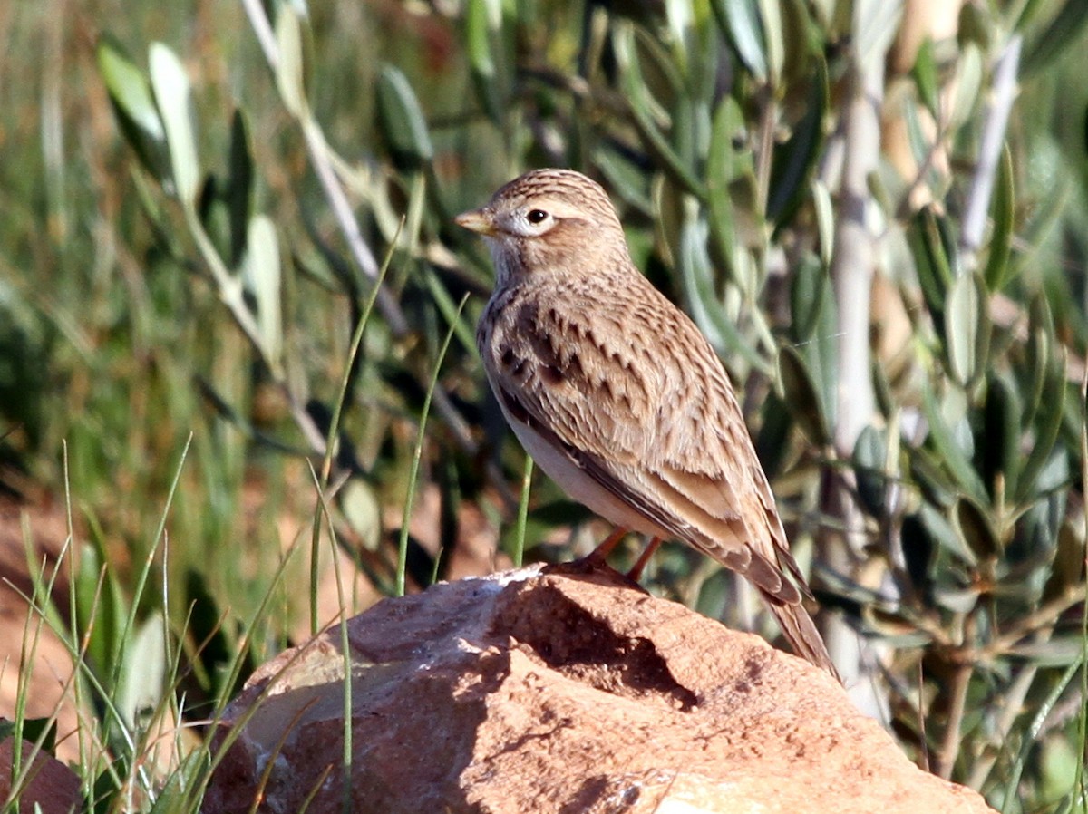 Mediterranean Short-toed Lark - ML401966051