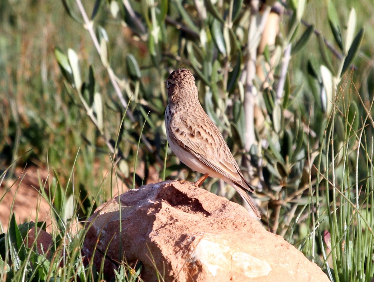 Mediterranean Short-toed Lark - ML401966061