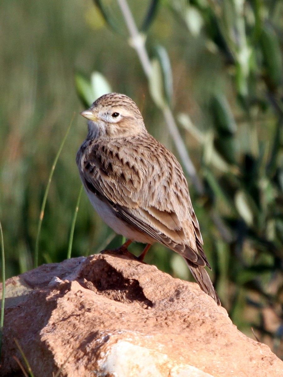 Mediterranean Short-toed Lark - Paweł Malczyk