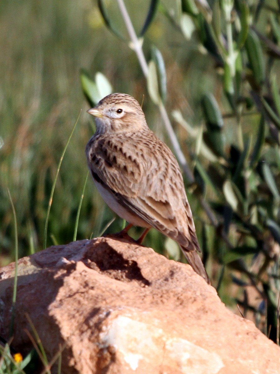 Mediterranean Short-toed Lark - Paweł Malczyk