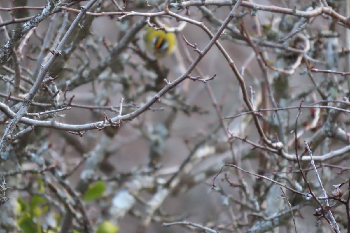 Common Firecrest - ML401966141
