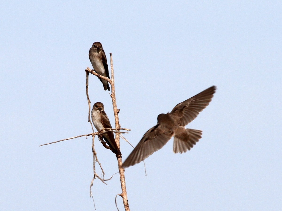 Hirondelle paludicole - ML401966271