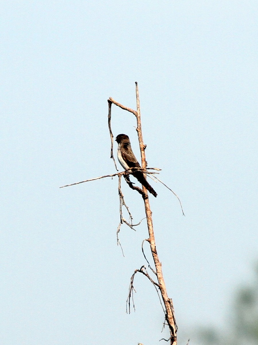 Hirondelle paludicole - ML401966281