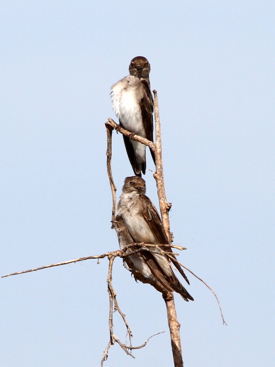 Hirondelle paludicole - ML401966311