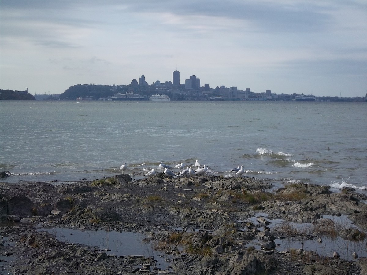 Ring-billed Gull - ML401966331