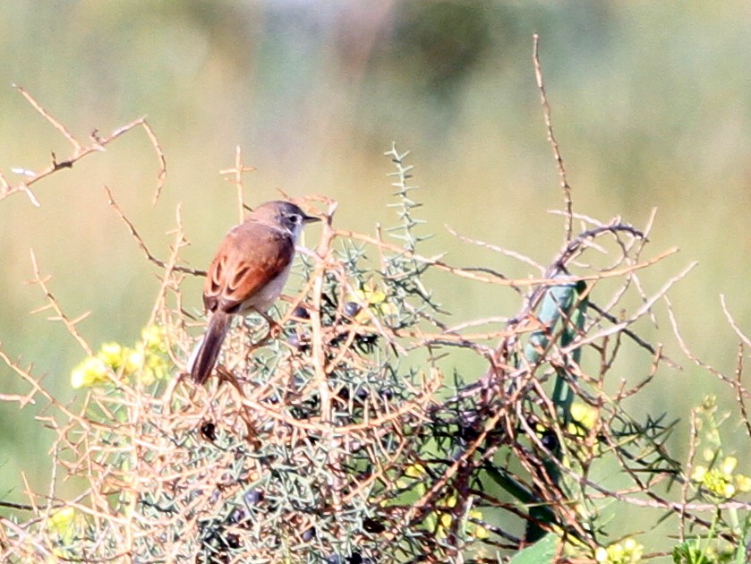 Spectacled Warbler - Paweł Malczyk