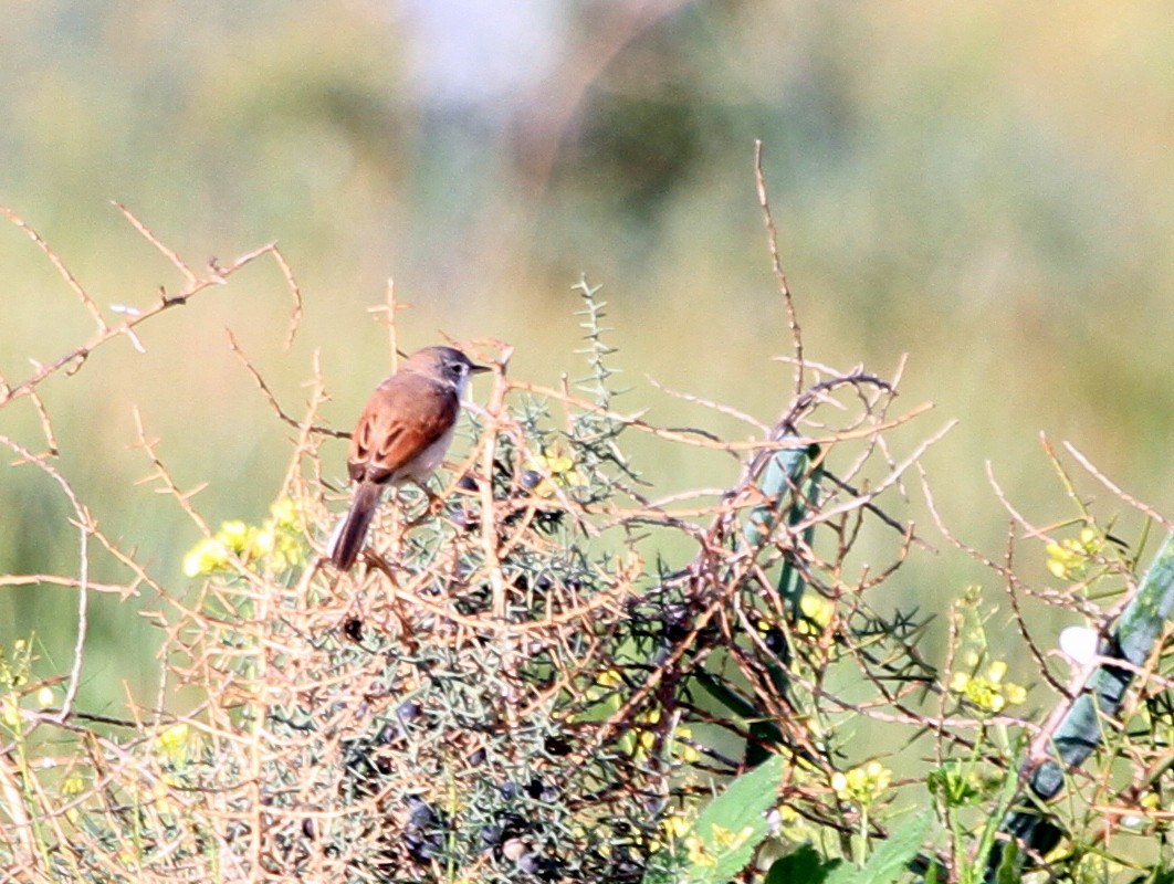 Spectacled Warbler - Paweł Malczyk