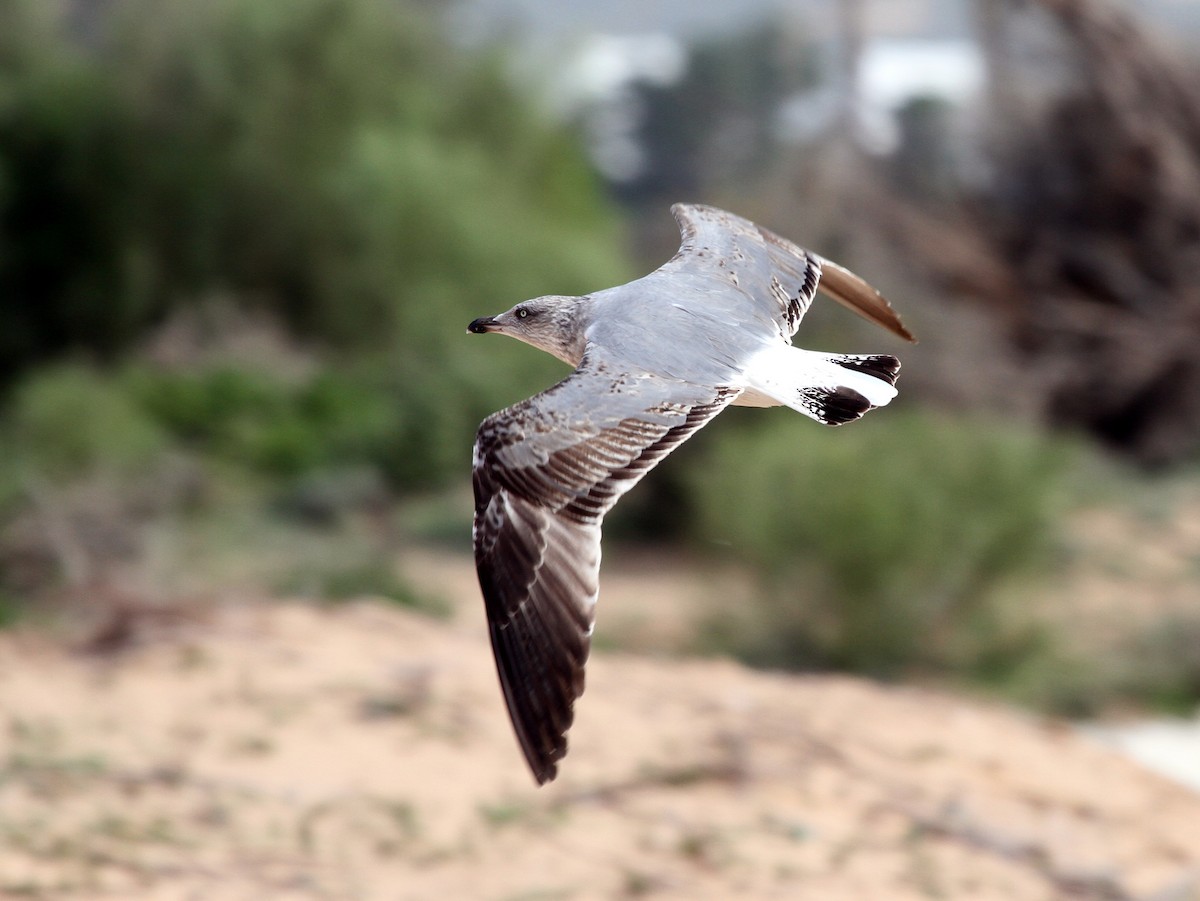 Yellow-legged Gull - ML401966981