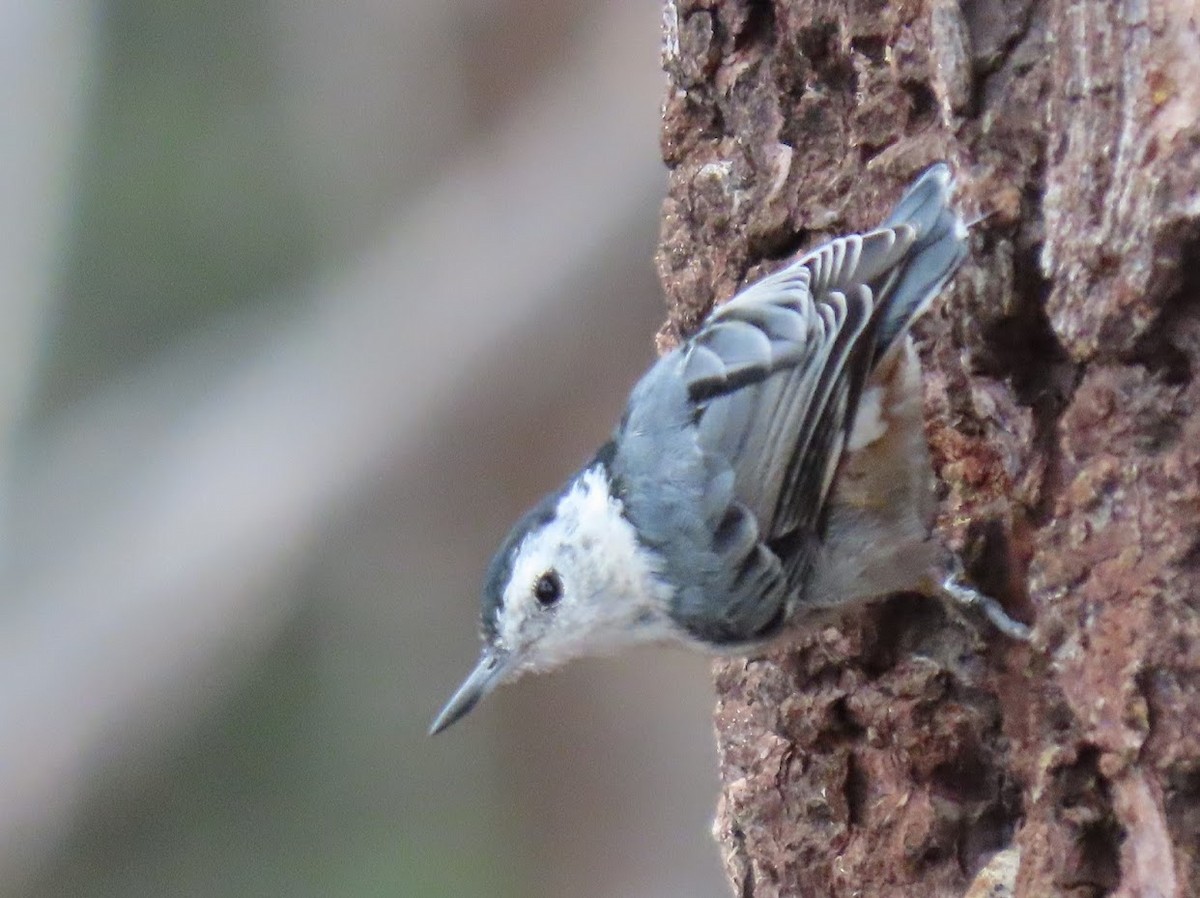 White-breasted Nuthatch - ML401967161