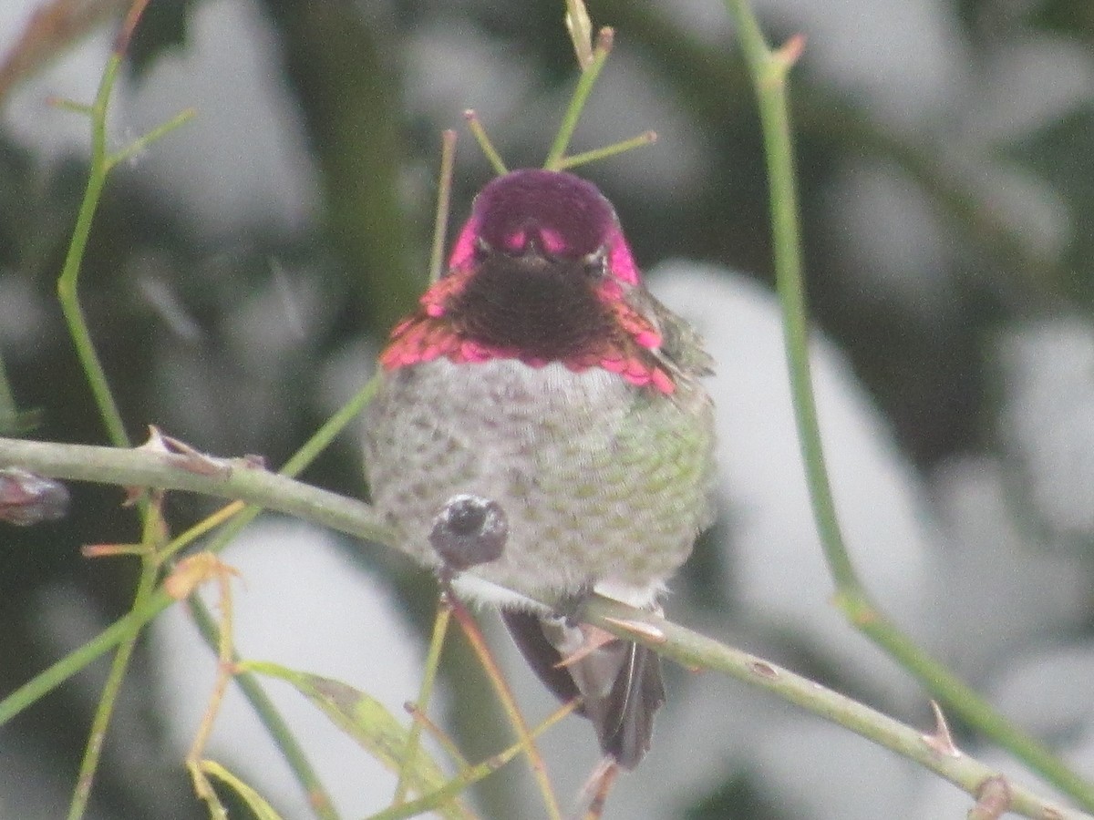 Anna's Hummingbird - ML401967241