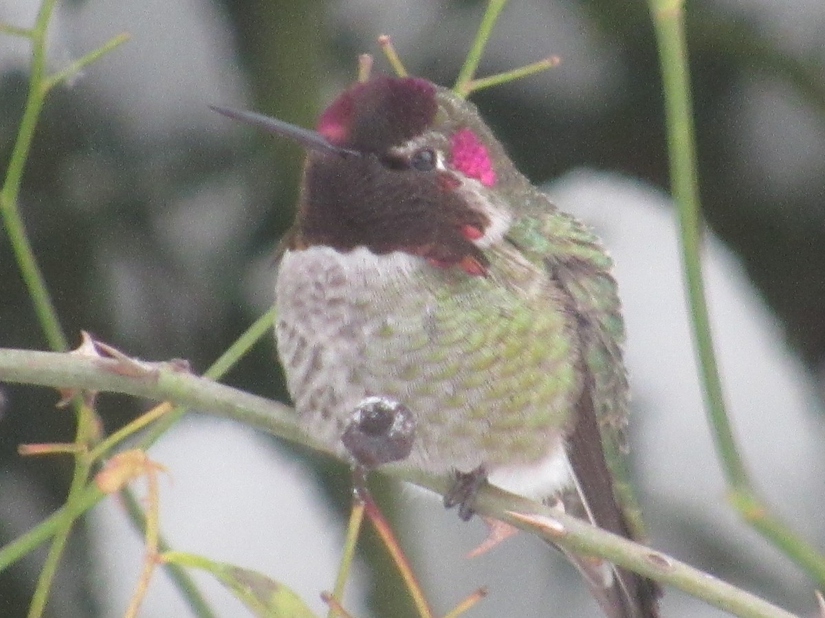 Anna's Hummingbird - ML401967311
