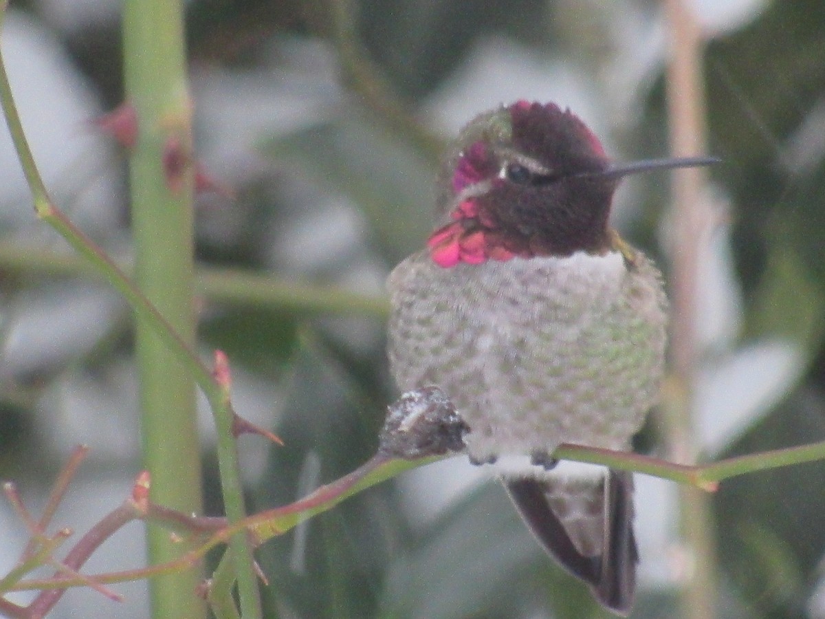 Anna's Hummingbird - ML401967521