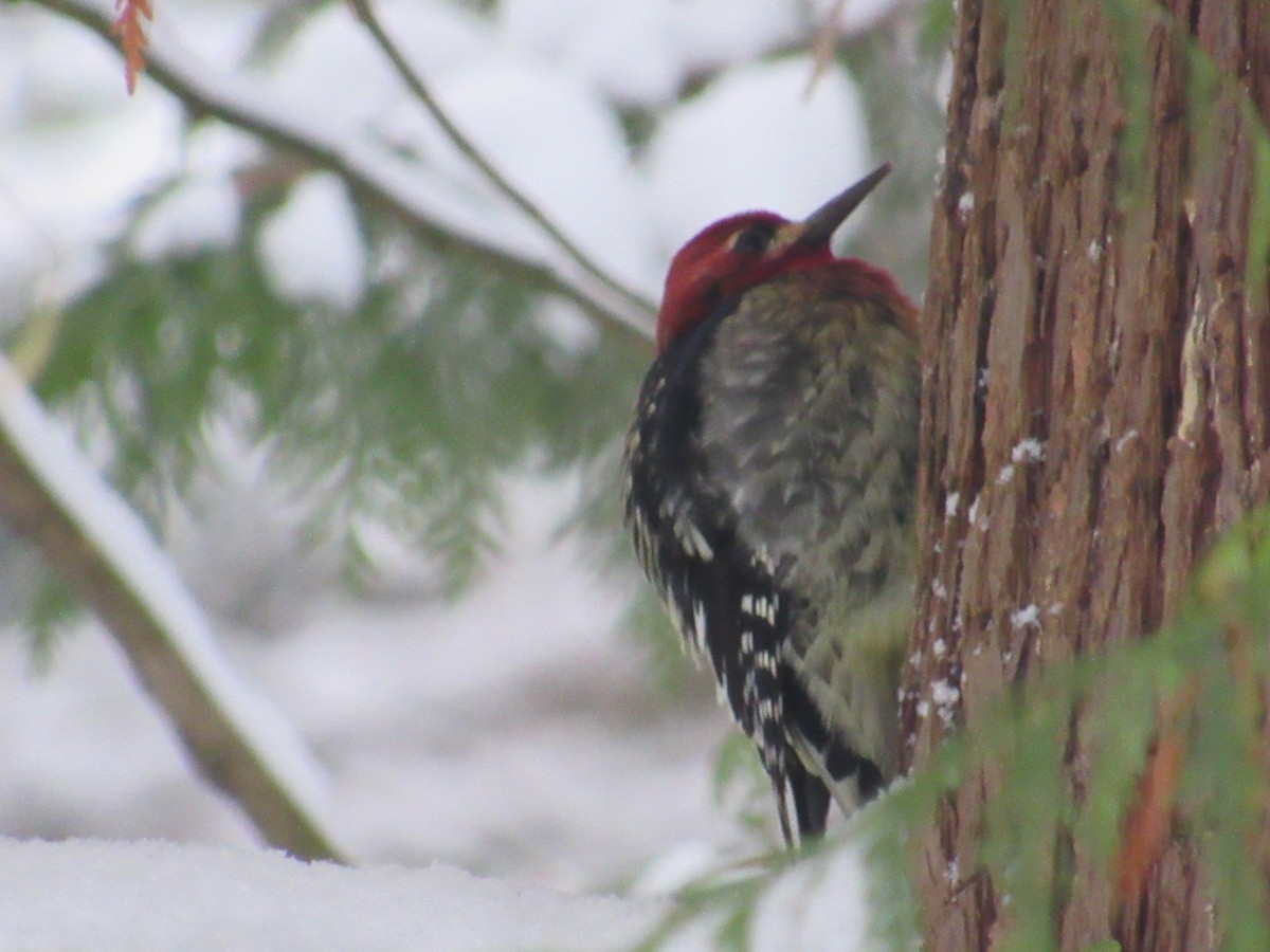 Red-breasted Sapsucker - ML401967621