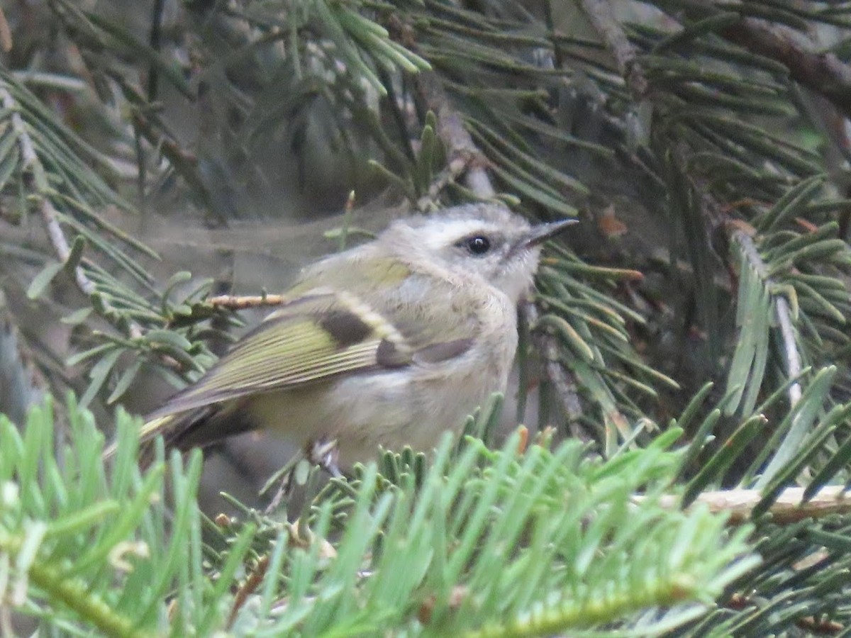 Golden-crowned Kinglet - ML401967631