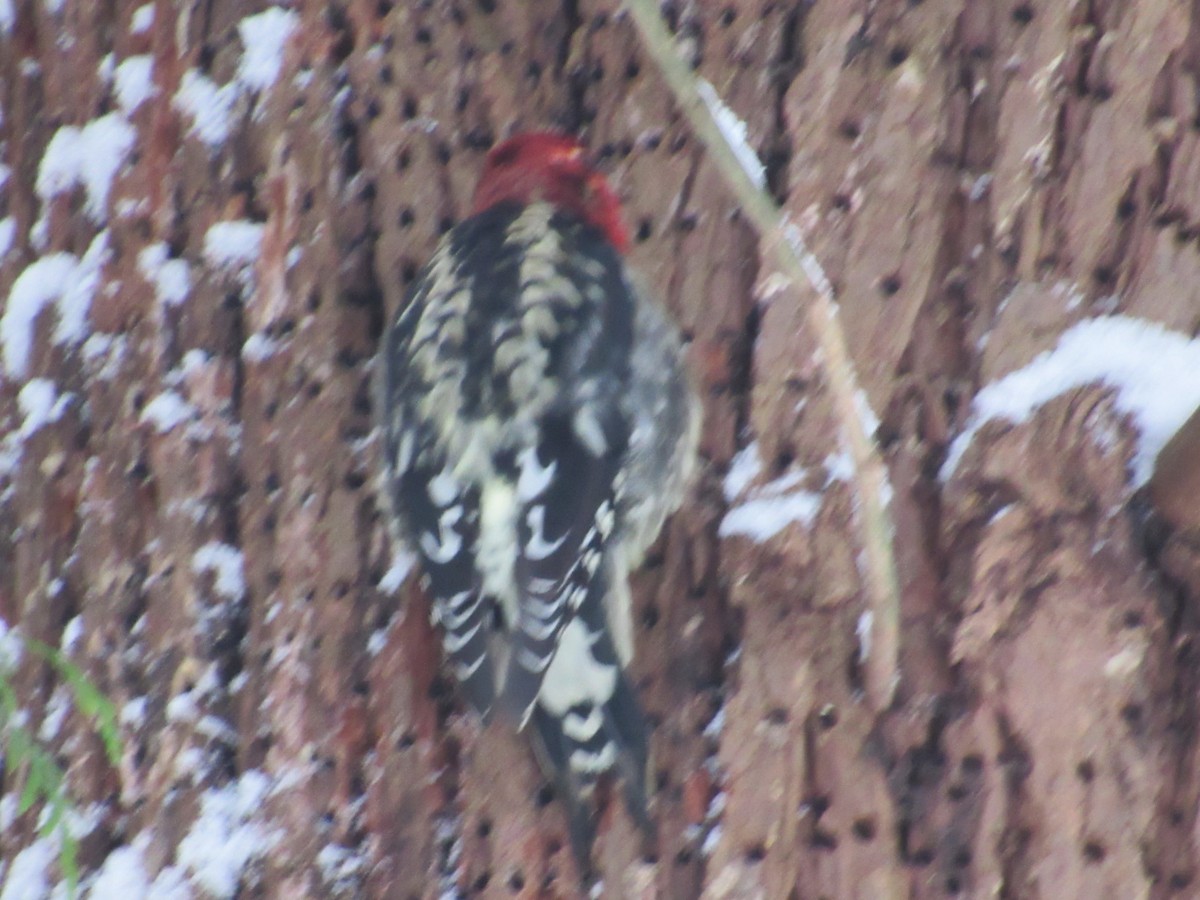 Red-breasted Sapsucker - ML401967691